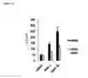 Fig. 61 - Methods for Modulation of Autophagy Through the Modulation of Autophagy-Inhibiting Gene Products