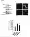 Fig. 66 - Methods for Modulation of Autophagy Through the Modulation of Autophagy-Inhibiting Gene Products