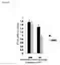 Fig. 72 - Methods for Modulation of Autophagy Through the Modulation of Autophagy-Inhibiting Gene Products