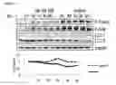 Fig. 81 - Methods for Modulation of Autophagy Through the Modulation of Autophagy-Inhibiting Gene Products