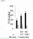Fig. 91 - Methods for Modulation of Autophagy Through the Modulation of Autophagy-Inhibiting Gene Products