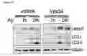 Fig. 94 - Methods for Modulation of Autophagy Through the Modulation of Autophagy-Inhibiting Gene Products