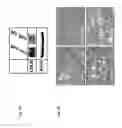 Fig. 08 - Method of enhancing miR-185 expression to reduce low density lipoprotein/cholesterol accumulation in a cell