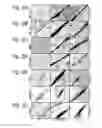 Fig. 04 - MODULATION OF EXON RECOGNITION IN PRE-MRNA BY INTERFERING WITH THE SECONDARY RNA STRUCTURE