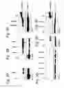 Fig. 05 - MODULATION OF EXON RECOGNITION IN PRE-MRNA BY INTERFERING WITH THE SECONDARY RNA STRUCTURE