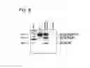 Fig. 08 - MODULATION OF EXON RECOGNITION IN PRE-MRNA BY INTERFERING WITH THE SECONDARY RNA STRUCTURE