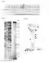 Fig. 03 - Compounds and methods for modulating target nuclear and sub-nuclear nucleic acid molecules in cells and animals