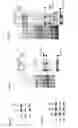 Fig. 07 - Compounds and methods for modulating target nuclear and sub-nuclear nucleic acid molecules in cells and animals