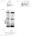 Fig. 12 - Compounds and methods for modulating target nuclear and sub-nuclear nucleic acid molecules in cells and animals
