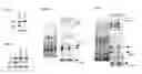 Fig. 07 - Compounds and methods for modulating target nuclear and sub-nuclear nucleic acid molecules in cells and animals