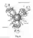 Fig. 10 - SPHERICAL NUCLEIC ACID-BASED CONSTRUCTS AS IMMUNOREGULATORY AGENTS
