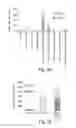 Fig. 04 - Compositions and methods for inhibiting expression of mutant EGFR gene