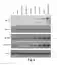 Fig. 05 - Compositions and methods for inhibiting expression of mutant EGFR gene