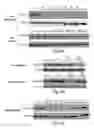 Fig. 09 - Compositions and methods for inhibiting expression of mutant EGFR gene