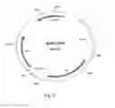 Fig. 03 - Expression vector