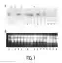 Fig. 02 - CONTROL OF COLD-INDUCED SWEETENING AND REDUCTION OF ACRYLAMIDE LEVELS IN POTATO OR SWEET POTATO
