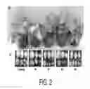 Fig. 03 - CONTROL OF COLD-INDUCED SWEETENING AND REDUCTION OF ACRYLAMIDE LEVELS IN POTATO OR SWEET POTATO