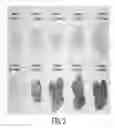 Fig. 04 - CONTROL OF COLD-INDUCED SWEETENING AND REDUCTION OF ACRYLAMIDE LEVELS IN POTATO OR SWEET POTATO