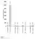 Fig. 13 - CONTROL OF COLD-INDUCED SWEETENING AND REDUCTION OF ACRYLAMIDE LEVELS IN POTATO OR SWEET POTATO
