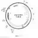 Fig. 08 - LIPID AND GROWTH TRAIT GENES