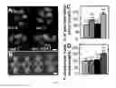 Fig. 04 - Methods of modulating seed and organ size in plants
