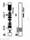 Fig. 10 - Methods of modulating seed and organ size in plants