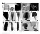 Fig. 13 - Methods of modulating seed and organ size in plants