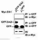 Fig. 16 - Methods of modulating seed and organ size in plants