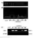 Fig. 20 - Methods of modulating seed and organ size in plants