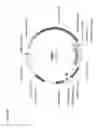 Fig. 12 - HYPERSENSITIVE ABA RECEPTORS