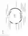 Fig. 13 - HYPERSENSITIVE ABA RECEPTORS