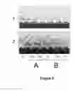 Fig. 08 - Transgenic or non-transgenic plants with mutated protoporphyrinogen oxidase having increased tolerance to herbicides