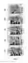 Fig. 09 - Transgenic or non-transgenic plants with mutated protoporphyrinogen oxidase having increased tolerance to herbicides