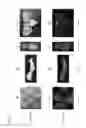 Fig. 03 - Exogenous gene expression vector, transformant discrimination marker, and transformant