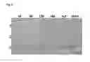 Fig. 06 - RECOMBINANT VIRUS-LIKE PARTICLES ENCODED BY MULTI-GENE VECTOR