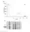 Fig. 08 - RECOMBINANT VIRUS-LIKE PARTICLES ENCODED BY MULTI-GENE VECTOR