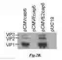 Fig. 04 - Compositions and methods for generating adeno-associated viral vectors with undetectable capsid gene contamination