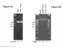 Fig. 05 - Methods and compositions for inactivating alpha 1,6 fucosyltransferase (FUT8) gene expression