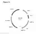 Fig. 15 - Methods for the improvement of product yield and production in a microorganism through glycerol recycling