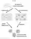 Fig. 20 - MOLECULAR CODING FOR ANALYSIS OF COMPOSITION OF MACROMOLECULES AND MOLECULAR COMPLEXES