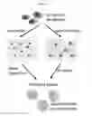 Fig. 22 - MOLECULAR CODING FOR ANALYSIS OF COMPOSITION OF MACROMOLECULES AND MOLECULAR COMPLEXES