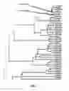 Fig. 02 - Primers and methods for detecting human hepatitis C virus (HCV) variants in an isolated sample