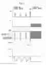 Fig. 12 - Exhaust purification system of internal combustion engine