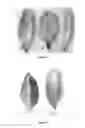 Fig. 02 - Rapid diagnosis method of citrus huanglongbing