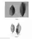 Fig. 03 - Rapid diagnosis method of citrus huanglongbing