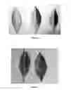Fig. 04 - Rapid diagnosis method of citrus huanglongbing