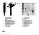 Fig. 08 - Method for the detection of H. pylori infection