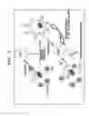 Fig. 09 - METHOD FOR ANALYSIS OF NKT CELL FUNCTION