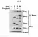 Fig. 04 - METHOD FOR SCREENING EMT INHIBITOR