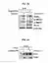 Fig. 05 - METHOD FOR SCREENING EMT INHIBITOR